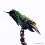 Çağan Şekercioğlu Instagram - Peacock coquette of the tepui highlands of #Venezuela is one of the coolest hummingbirds in the world! Venezuela'nın tepui dağlık oluşumlarında fotoğrafladığım ve bir mikro roketi andıran bu tavus koketi (Lophornis pavoninus), gördüğüm en sempatik ve ilginç kuşlardan biriydi. @cagansekercioglu @uofu_science @natgeo  @natgeointhefield @natgeoimagecollection @natgeomagazineturkiye @natgeotvturkiye @universityofutah @team_ebird #birds #nature #wildlife #biology #natgeointhefield  #conservation #biodiversity #travel #animals #Neotropics Canaima National Park, Venezuela