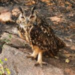 Çağan Şekercioğlu Instagram - Indian eagle-owl or rock eagle-owl (#Bubo bengalensis) feeds on small #mammals and #birds, sometimes even peacocks. Due to supersition, it is killed regularly. According to one belief, if the #bird is starved for a few days and beaten, it would speak like a human, predicting the future of the tormentor or bringing them wealth. Reposted from @natgeotvturkiye #GününFotoğrafı | Prof. Dr. @cagansekercioglu 'nun objektifinden Ufak memeliler ve kuşlarla beslenen Hint puhusu veya kaya puhusu (#Bubo bengalensis), Hindistan'da baykuşlar uğursuz sayıldığından ve çeşitli batıl inançlardan dolayı sıkça öldürülür. Birkaç gün aç bırakıldıktan sonra dövülürse, insan gibi konuşacağı, işkence eden kişinin geleceğini söyleyeceği veya onlara para getirereceği yaygın yerel inanışlardandır. @cagansekercioglu @uofu_science @natgeo @natgeointhefield @natgeoimagecollection  @natgeomagazineturkiye @natgeotvturkiye @universityofutah #birds #nature #wildlife #biology #natgeointhefield #conservation #biodiversity #travel #animals #wildlife #Hindistan #Himalayas #owl Hampi, Karnataka