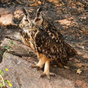 Çağan Şekercioğlu Instagram - Indian eagle-owl or rock eagle-owl (#Bubo bengalensis) feeds on small #mammals and #birds, sometimes even peacocks. Due to supersition, it is killed regularly. According to one belief, if the #bird is starved for a few days and beaten, it would speak like a human, predicting the future of the tormentor or bringing them wealth.

Reposted from @natgeotvturkiye #GününFotoğrafı | Prof. Dr. @cagansekercioglu 'nun objektifinden

Ufak memeliler ve kuşlarla beslenen Hint puhusu veya kaya puhusu (#Bubo bengalensis), Hindistan'da baykuşlar uğursuz sayıldığından ve çeşitli batıl inançlardan dolayı sıkça öldürülür. Birkaç gün aç bırakıldıktan sonra dövülürse, insan gibi konuşacağı, işkence eden kişinin geleceğini söyleyeceği veya onlara para getirereceği yaygın yerel inanışlardandır. 

@cagansekercioglu @uofu_science @natgeo @natgeointhefield @natgeoimagecollection
 @natgeomagazineturkiye @natgeotvturkiye @universityofutah #birds #nature #wildlife #biology #natgeointhefield #conservation #biodiversity #travel #animals #wildlife #Hindistan #Himalayas #owl
