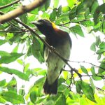 Çağan Şekercioğlu Instagram – Finding this very rare Golden-naped Weaver in Uganda was a great surprise. With only one eBird record and no photo, it is one of the rarest birds in the world.

https://ebird.org/species/gonwea1

Bu çok ender Altın Enseli Dokumacıkuşunu (#Ploceus aureonucha) Uganda’da bulmak büyük bir sürpriz oldu. Sadece bir eBird kaydı olan ve fotoğrafı olmayan dünyanın en nadide kuşlarından biri.

@cagansekercioglu @uofu_science @natgeo 
@natgeointhefield @natgeoimagecollection @natgeomagazineturkiye @natgeotvturkiye @universityofutah @team_ebird #birds #nature #wildlife #biology #natgeointhefield
 #conservation #biodiversity #travel #animals #Africa #Uganda #wildlife Semliki National Park