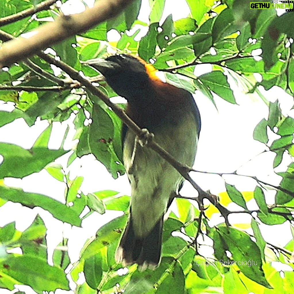 Çağan Şekercioğlu Instagram - Finding this very rare Golden-naped Weaver in Uganda was a great surprise. With only one eBird record and no photo, it is one of the rarest birds in the world. https://ebird.org/species/gonwea1 Bu çok ender Altın Enseli Dokumacıkuşunu (#Ploceus aureonucha) Uganda'da bulmak büyük bir sürpriz oldu. Sadece bir eBird kaydı olan ve fotoğrafı olmayan dünyanın en nadide kuşlarından biri. @cagansekercioglu @uofu_science @natgeo  @natgeointhefield @natgeoimagecollection @natgeomagazineturkiye @natgeotvturkiye @universityofutah @team_ebird #birds #nature #wildlife #biology #natgeointhefield  #conservation #biodiversity #travel #animals #Africa #Uganda #wildlife Semliki National Park