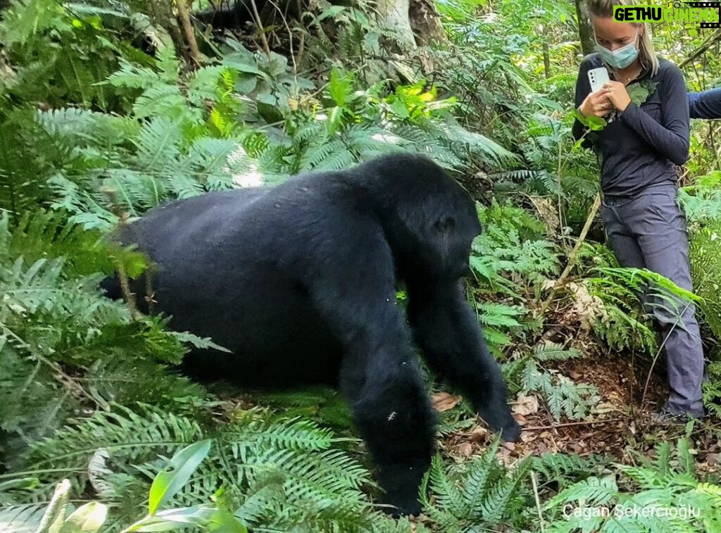Çağan Şekercioğlu Instagram - While observing a wild mountain gorilla family of 16 at Uganda's fantastic Bwindi National Park, this curious young male "blackback" came a little too close for comfort! Uganda'da 16 bireylik bir dağ gorili ailesini izlerken, aniden bu meraklı genç erkek biraz fazla samimi oldu! @cagansekercioglu @uofu_science @natgeo  @natgeointhefield @natgeoimagecollection @natgeomagazineturkiye @natgeotvturkiye @universityofutah #birds #nature #wildlife #biology #natgeointhefield #conservation #biodiversity #travel #animals #mammals #Africa #Uganda #roadkill #gorillas #wildlife Bwindi Impenetrable Forest, Uganda