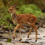 Çağan Şekercioğlu Instagram – A fawn #chital, also known as spotted #deer or axis deer (Axis axis) is looking concerned in India’s Corbett woodland full of #tigers!

Reposted from @natgeotvturkiye 
@cagansekercioglu’nun objektifinden

Hindistan’ın kaplanlarla dolu Corbett ormanındaki bu yavru chital (benekli geyik) endişeli gözüküyor!

@cagansekercioglu @uofu_science @natgeo 
@natgeointhefield @natgeoimagecollection @natgeomagazineturkiye @natgeotvturkiye @universityofutah #birds #nature #wildlife #biology #natgeointhefield #conservation #biodiversity #travel #animals #mammals #Himalayas #roadkill #Corbett #wildlife #geyik #India #Asia Dhikala, Corbett National Park