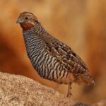 Çağan Şekercioğlu Instagram – Jungle #bush-quail (#Perdicula asiatica) is widespread and common in #India but #elusive and hard to see. With their red throats and striped bellies, the males are especially striking.

Orman çalı bıldırcını (Perdicula asiatica) Hindistan’da yaygın ama birçok avcı hayvan tarafından yendiği için görülmesi zor bir kuş türüdür. Kızıl boğazı ve çizgili karnı ile erkekleri özellikle çarpıcıdır. 

Reposted from @natgeotvturkiye #GününFotoğrafı | Prof. Dr. @cagansekercioglu ‘nun objektifinden Hampi, Karnataka