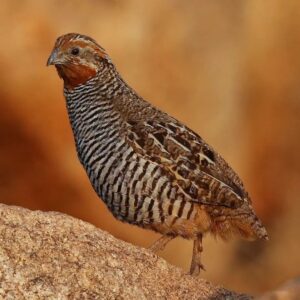 Çağan Şekercioğlu Instagram - Jungle #bush-quail (#Perdicula asiatica) is widespread and common in #India but #elusive and hard to see. With their red throats and striped bellies, the males are especially striking.

Orman çalı bıldırcını (Perdicula asiatica) Hindistan'da yaygın ama birçok avcı hayvan tarafından yendiği için görülmesi zor bir kuş türüdür. Kızıl boğazı ve çizgili karnı ile erkekleri özellikle çarpıcıdır. 

Reposted from @natgeotvturkiye #GününFotoğrafı | Prof. Dr. @cagansekercioglu 'nun objektifinden