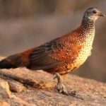 Çağan Şekercioğlu Instagram – A painted #spurfowl (#Galloperdix lunulata) endemic  to #India.

Reposted from @natgeotvturkiye

Hindistan’a endemik (özgün) bir erkek boyalı turaç. (#Galloperdix lunulata).

@cagansekercioglu @uofu_science @natgeo
 @natgeointhefield @natgeoimagecollection @natgeomagazineturkiye @natgeotvturkiye @universityofutah #birds #nature #wildlife #biology #natgeointhefield #conservation #biodiversity #travel #animals #wildlife #Hindistan #Himalayas Hampi, Karnataka