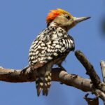 Çağan Şekercioğlu Instagram – After looking for the yellow-crowned #woodpecker (#Leiopicus mahrattensis) in a few marginal countries, I finally found it in #India.

Reposted from @natgeotvturkiye

Sarı taçlı ağaçkakanı (Leiopicus mahrattensis) ender görüldüğü birkaç ülkede aradıktan sonra en sonunda Hindistan’da buldum.

@cagansekercioglu @uofu_science
@natgeo @natgeointhefield @natgeoimagecollection @natgeomagazineturkiye @natgeotvturkiye @universityofutah #birds #nature #wildlife #biology #natgeointhefield #conservation #biodiversity #travel #animals #wildlife #Hindistan Maralavadi, Karnataka, India