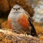 Çağan Şekercioğlu Instagram – An #alpine #accentor (#Prunella collaris)
puffed up with all its might to stay warm in the #freezing morning of Himalayan #montane #forest.

Reposted from @natgeotvturkiye
#GününFotoğrafı | Prof. Dr. @cagansekercioglu ‘nun objektifinden

Hindistan’da, Himalaya Dağları’nın donduran sabah ayazında, Türkiye’de de görülen bir büyük dağ bülbülü ısınmak için tüm tüylerini kabartmış. 

@cagansekercioglu @uofu_science @natgeo @natgeointhefield @natgeoimagecollection @natgeomagazineturkiye @natgeotvturkiye @universityofutah #birds #nature #wildlife #biology #natgeointhefield #conservation #biodiversity #travel #animals #wildlife #Hindistan #Himalayas Munsiyari, Uttarakhand