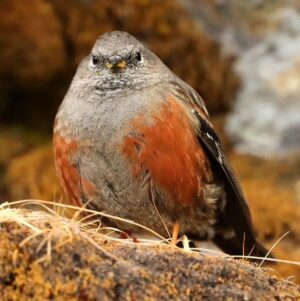 Çağan Şekercioğlu Instagram - An #alpine #accentor (#Prunella collaris)
puffed up with all its might to stay warm in the #freezing morning of Himalayan #montane #forest.

Reposted from @natgeotvturkiye
#GününFotoğrafı | Prof. Dr. @cagansekercioglu 'nun objektifinden

Hindistan'da, Himalaya Dağları'nın donduran sabah ayazında, Türkiye'de de görülen bir büyük dağ bülbülü ısınmak için tüm tüylerini kabartmış. 

@cagansekercioglu @uofu_science @natgeo @natgeointhefield @natgeoimagecollection @natgeomagazineturkiye @natgeotvturkiye @universityofutah #birds #nature #wildlife #biology #natgeointhefield #conservation #biodiversity #travel #animals #wildlife #Hindistan #Himalayas