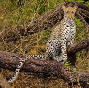 Çağan Şekercioğlu Instagram - One of the best parts of #birding is coming across other cool wildlife while looking for a bird. I came across this beautiful young #leopard while looking for the elusive bronze-winged courser in dense woodland in #Tanzania!

Kuş gözlemciliğinin en güzel yanlarından birini tahmin edebilir misin? Ender bir kuş türü ararken diğer eşsiz canlılarla karşılaşmak!

National Geographic kaşifi Çağan Şekercioğlu, Tanzanya'da mor şeritli çalıkoşarını ararken bu muhteşem genç leoparla göz göze geldi. 

@cagansekercioglu'nun objektifinden Reposted from @natgeotvturkiye

@uutah @uofu_science
@kocuniversity @natgeo
@natgeoimagecollection @trtbelgesel  #birds #nature #wildlife #conservation #biodiversity #animals #Africa