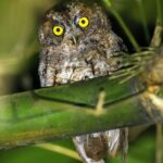 Çağan Şekercioğlu Instagram – A #threatened (#vulnerable) Sao Tome scops-owl (#Otus hartlaubi) in the Monte Carmo forest of Obo National Park, Sao Tome. Thanks to @ornisbirding for a very successful inaugural trip where we cleaned up all the São Tomé and Príncipe avian endemics, including many rare and #threatened species.

São Tomé’nin Carmo Dağı ormanında soyu tehlikede bir São Tomé ishakkuşu (Otus hartlaubi).

@cagansekercioglu @uofu_science @natgeo @natgeocreative @natgeoturkiye @natgeotvturkiye  #birds #nature #wildlife #conservation #biodiversity #biology #travel #animals #exploration #Africa #IUCN #redlist São Tomé e Principe