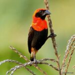 Çağan Şekercioğlu Instagram – A black-winged bishop (#Euplectes hordeaceus) in the grasslands of São Tomé. Thanks to @ornisbirding for a very successful inaugural trip where we cleaned up all the São Tomé and Príncipe avian endemics, including many rare and #threatened species.

Batı Afrika Gine Körfezi’ndeki Sao Tome adasında bir kara kanatlı piskopos.

@cagansekercioglu @uofu_science
@natgeo @natgeocreative @natgeoturkiye@natgeotvturkiye @ornisbirding #birds #nature #wildlife #conservation #biodiversity #biology #travel #animals #exploration #Africa