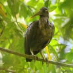 Çağan Şekercioğlu Instagram – Critically endangered São Tomé ibis (#Bostrychia bocagei), also known as the Dwarf ibis, is endemic to São Tomé off the western coast of Central Africa. It is found only on 140 km2, with a world population of 130-1700 individuals. Thanks to @ornisbirding for a very successful inaugural trip where we cleaned up all the São Tomé and Príncipe avian endemics, including many rare and #threatened species.

Soyu kritik tehlikede yani yok olmanın eşiğinde olan küçük yeşil aynak ya da cüce aynak, dünyada sadece Batı Afrika Gine Körfezi’ndeki Sao Tome adasında bulunur. Dünyada 140 km2 bir alanda bulunan bu kuşun tüm sadece nüfusu 130 ila 1700 birey arasındadır.

@cagansekercioglu @uofu_science @natgeo @natgeocreative @natgeoturkiye @natgeotvturkiye @ornisbirding #birds #nature #wildlife #conservation #biodiversity #biology #travel #animals #exploration #Africa São Tomé Island