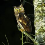 Çağan Şekercioğlu Instagram – Akun eagle-owl (#Ketupa leucosticta) is a small insectivorous #eagle-owl native to the west-central African tropical #rainforest. I photographed this one in #Ghana’s spectacular #Kakum National Park.

Akun puhusu, orta-batı Afrika tropik ormanlarında yaşayan böcekçil bir baykuştur. Bunu, Ghana’nın muhteşem Kakum Milli Parkı yağmur ormanında fotoğrafladım.

@cagansekercioglu @uofu_science @natgeo @natgeocreative @natgeoturkiye @natgeotvturkiye #birds #nature #wildlife #conservation #biodiversity #biology #travel #animals #exploration #Africa
