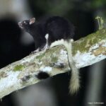 Çağan Şekercioğlu Instagram – Ever since I read about them in high school in one of Gerald Durrell’s excellent books, I had always wanted to see an #anomalure, a family of flying squirrels (#Anomaluridae) found in the rainforests of central Africa. I photographed this Pel’s anomalure, one of the most beautiful species in the family, from the amazing @rainforest canopy walkway in #Ghana’s spectacular #Kakum National Park.

Lisede Gerald Durrell’in nefis doğal tarih kitaplarından birinde ismini öğrendiğimden beri, hep bir anomalur görmek istemişimdir. Orta Afrika’nın yağmur ormanlarında bulunan bir cins uçan sincap familyası olan Anomaluridae’nin en güzel üyelerinden biri olan bu Pel anomalurunu (Anomalurus pelii), Ghana’nın muhteşem Kakum Milli Park’ındaki yağmur ormanı kanopisindeki asma köprüden fotoğrafladım.

@cagansekercioglu @uofu_science @natgeo @natgeocreative @natgeoturkiye @natgeotvturkiye #mammals #nature #wildlife #conservation #biodiversity #biology #travel #animals #exploration #Africa Kakum National Park Canopy Walk