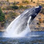 Çağan Şekercioğlu Instagram – Today is #WorldWhaleDay, founded in Maui, Hawaii in 1980 to honor humpback #whales, like this adult female #humpback #whale I photographed #breaching off #Vancouver, #Canada. She breached just once but her happy calf breached at least 15 times, seemingly playing joyfully and enjoying his/her newfound skill. 

#WorldWhaleDay. Bugün Dünya Balina Günü. 1980 yılında Maui, Hawaii’de, kambur balinaların onuruna ilan edildi. Kanada’nın Pasifik Okyanusu kıyısında fotoğrafladığım denizden fırlayan (breach) bu anne kambur balina sadece bir kere fırladı ama yanındaki yavrusu, yeni keşfettiği yeteneğinin tadını çıkarırcasına en az 15 kere denizden fırladı. Yeni öğrendiği için annesi kadar etkileyici değildi ama çok daha keyif alıyordu sanki.

@cagansekercioglu @uofu_science @natgeo @natgeocreative @natgeoturkiye @natgeotvturkiye #mammals #nature #wildlife #conservation #biodiversity #biology #travel #animals #exploration #iucn #redlist #Nearctic Pender Island, British Columbia