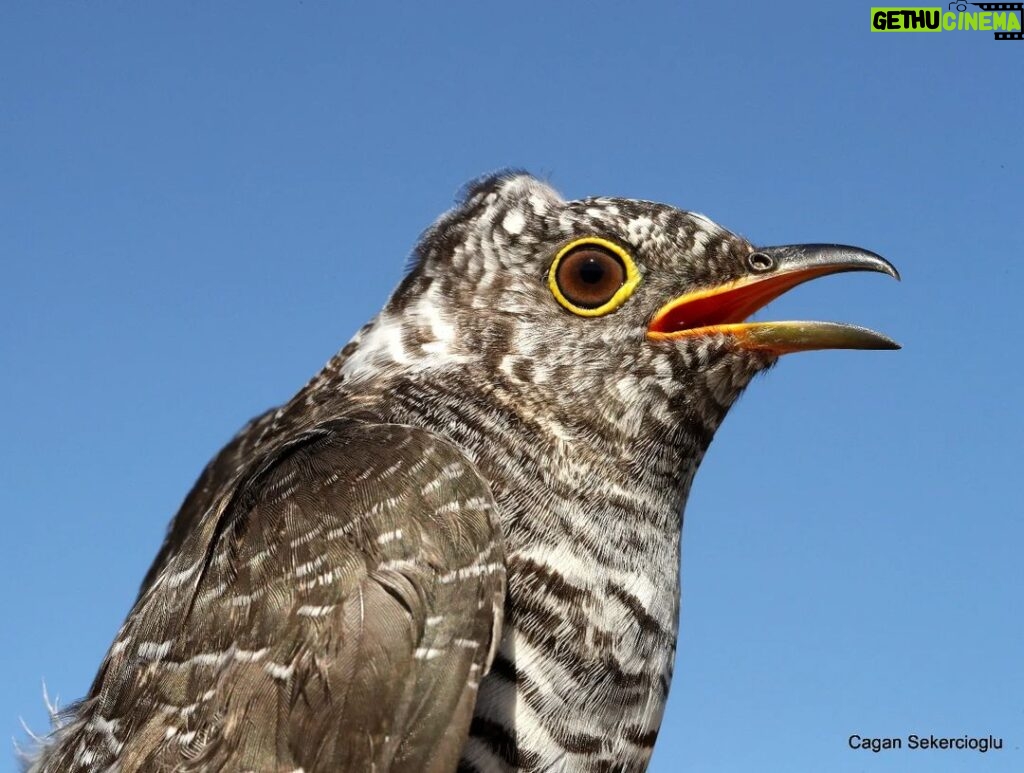Çağan Şekercioğlu Instagram - A young common #cuckoo (#Cuculus canorus) we banded at our Aras River Ornithological Research Station, #Iğdır, #Türkiye. Iğdır Aras Nehri Kuş Cenneti'ndeki kuş araştırma merkezimizde halkaladığımız genç bir guguk kuşu (#Cuculus canorus). @cagansekercioglu @uofu_science @natgeo @natgeointhefield @natgeoimagecollection @natgeomagazineturkiye @natgeotvturkiye @universityofutah #birds #nature #wildlife #biology #natgeointhefield #conservation #biodiversity #travel Aras Kuş Gözlem Istasyonu - Tuzluca/ığdır