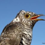 Çağan Şekercioğlu Instagram – A young common #cuckoo (#Cuculus canorus) we banded at our Aras River Ornithological Research Station, #Iğdır, #Türkiye.

Iğdır Aras Nehri Kuş Cenneti’ndeki kuş araştırma merkezimizde halkaladığımız genç bir guguk kuşu (#Cuculus canorus).

@cagansekercioglu @uofu_science @natgeo @natgeointhefield @natgeoimagecollection @natgeomagazineturkiye @natgeotvturkiye @universityofutah #birds #nature #wildlife #biology #natgeointhefield #conservation #biodiversity #travel Aras Kuş Gözlem Istasyonu – Tuzluca/ığdır