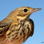 Çağan Şekercioğlu Instagram – A tree #pipit we ringed at our Aras River Ornithological Research Station, #Iğdır, #Türkiye.

Iğdır Aras Nehri Kuş Cenneti’ndeki kuş araştırma merkezimizde halkaladığımız bir ağaç incirkuşu.

@cagansekercioglu @uofu_science @natgeo @natgeointhefield @natgeoimagecollection @natgeomagazineturkiye @natgeotvturkiye @universityofutah #birds #nature #wildlife #biology #natgeointhefield #conservation #biodiversity #travel # Aras Kuş Gözlem Istasyonu – Tuzluca/ığdır