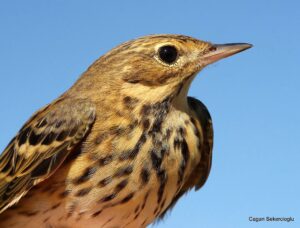 Çağan Şekercioğlu Instagram - A tree #pipit we ringed at our Aras River Ornithological Research Station, #Iğdır, #Türkiye.

Iğdır Aras Nehri Kuş Cenneti'ndeki kuş araştırma merkezimizde halkaladığımız bir ağaç incirkuşu.

@cagansekercioglu @uofu_science @natgeo @natgeointhefield @natgeoimagecollection @natgeomagazineturkiye @natgeotvturkiye @universityofutah #birds #nature #wildlife #biology #natgeointhefield #conservation #biodiversity #travel #