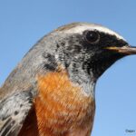 Çağan Şekercioğlu Instagram - A common redstart we ringed at our Aras River Ornithological Research Station. Iğdır Aras Nehri Kuş Cenneti'ndeki kuş araştırma merkezimizde geçen ay halkaladığımız bir kızılkuyruk. #natgeointhefield #conservation #biodiversity #travel #animals #wildlife @Palearctic @cagansekercioglu @uofu_science @natgeo @natgeointhefield @natgeoimagecollection @natgeomagazineturkiye @natgeotvturkiye @universityofutah #birds #nature #wildlife #biology Aras Kuş Gözlem Istasyonu - Tuzluca/ığdır