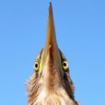 Çağan Şekercioğlu Instagram - This little bittern we ringed at our Aras River Ornithological Research Station last month is waiting for an opportunity to take my eye out! Iğdır Aras Nehri Kuş Cenneti'ndeki kuş araştırma merkezimizde geçen ay halkaladığımız bu küçük balaban, gözümü çıkarmak için fırsat kolluyor! #natgeointhefield #conservation #biodiversity #travel #animals #wildlife #Neotropics @cagansekercioglu @uofu_science @natgeo @natgeointhefield @natgeoimagecollection @natgeomagazineturkiye @natgeotvturkiye @universityofutah #birds #nature #wildlife #biology Aras Bird Ringing Station