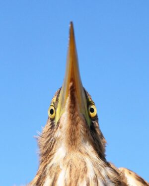 Çağan Şekercioğlu Instagram - This little bittern we ringed at our Aras River Ornithological Research Station last month is waiting for an opportunity to take my eye out!

Iğdır Aras Nehri Kuş Cenneti'ndeki kuş araştırma merkezimizde geçen ay halkaladığımız bu küçük balaban, gözümü çıkarmak için fırsat kolluyor!

#natgeointhefield #conservation #biodiversity #travel #animals #wildlife #Neotropics @cagansekercioglu @uofu_science @natgeo @natgeointhefield @natgeoimagecollection @natgeomagazineturkiye @natgeotvturkiye @universityofutah #birds #nature #wildlife #biology