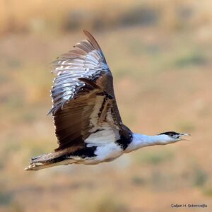 Çağan Şekercioğlu Instagram - It was a once-in-a-lifetime experience to get flight shots of this magnificent but critically endangered Great Indian Bustard (Ardeotis nigriceps), one of the heaviest flying birds in the world and once considered as the potential national bird of India.

Soyu kritik tükenme tehlikesinde, dünyanın en ağır uçan kuşlarından ve neredeyse Hindistan'ın milli kuşu seçilecek olan bu muhteşem Hint Toy Kuşunu (Ardeotis nigriceps) uçarken çekebilmek, hayatta bir kez olacak bir şanstı.