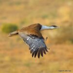 Çağan Şekercioğlu Instagram - It was a once-in-a-lifetime experience to get flight shots of this magnificent but critically endangered Great Indian Bustard (Ardeotis nigriceps), one of the heaviest flying birds in the world and once considered as the potential national bird of India. Soyu kritik tükenme tehlikesinde, dünyanın en ağır uçan kuşlarından ve neredeyse Hindistan'ın milli kuşu seçilecek olan bu muhteşem Hint Toy Kuşunu (Ardeotis nigriceps) uçarken çekebilmek, hayatta bir kez olacak bir şanstı. Desert National Park