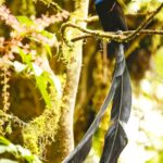 Çağan Şekercioğlu Instagram - Feeeding in the foggy rain, this Stephanie's astrapia (Astrapia stephaniae), a spectacular species of bird of paradise, was one of the amazing species I was fortunate enough to see during our 11-day, 122-km trekking and camping expedition across Papua New Guinea's Owen-Stanley Range, excellently organized by @ornisbirding. It was a tough trip, with a lot of rain, wetness, basic conditions and tough tracks that go up-and-down but this photo and a few others made the hardship and carrying 32 kg of photography gear worthwhile! Muhteşem bir cennet kuşu türü olan Stephanie astrapiası (Astrapia stephaniae), Papua Yeni Gine'nin Owen-Stanley Sıradağları'nı geçmel için 11 günde 122 km yürüyüp, hiç yıkanamadan kamp yaptığımız araştırma gezimiz sırasında görme şansına sahip olduğum efsanevi türlerden biriydi. Çok fazla yağmur, nem, iptidai koşullar ve inişli çıkışlı zorlu patikaların olduğu (bazen onların bile olmadığı) zorlu bir expedisyondu ama bu fotoğraf ve daha da ender birkaç diğer türün fotoğrafı, zorluğu unutturdu ve 32 kg'lık fotoğraf ekipmanımı taşımaya değdi! @cagansekercioglu @uofu_science @natgeo @ornisbirding @natgeointhefield @natgeoimagecollection @natgeomagazineturkiye @natgeotvturkiye @universityofutah  #birds #nature #wildlife #biology #natgeointhefield  #conservation #biodiversity #travel #animals #PapuaNewGuinea Kokoda Trail, Papua New Guinea