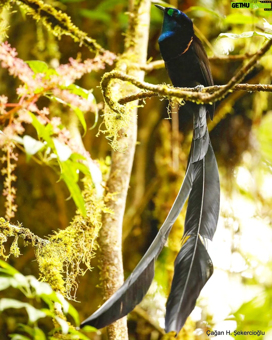 Çağan Şekercioğlu Instagram - Feeeding in the foggy rain, this Stephanie's astrapia (Astrapia stephaniae), a spectacular species of bird of paradise, was one of the amazing species I was fortunate enough to see during our 11-day, 122-km trekking and camping expedition across Papua New Guinea's Owen-Stanley Range, excellently organized by @ornisbirding. It was a tough trip, with a lot of rain, wetness, basic conditions and tough tracks that go up-and-down but this photo and a few others made the hardship and carrying 32 kg of photography gear worthwhile! Muhteşem bir cennet kuşu türü olan Stephanie astrapiası (Astrapia stephaniae), Papua Yeni Gine'nin Owen-Stanley Sıradağları'nı geçmel için 11 günde 122 km yürüyüp, hiç yıkanamadan kamp yaptığımız araştırma gezimiz sırasında görme şansına sahip olduğum efsanevi türlerden biriydi. Çok fazla yağmur, nem, iptidai koşullar ve inişli çıkışlı zorlu patikaların olduğu (bazen onların bile olmadığı) zorlu bir expedisyondu ama bu fotoğraf ve daha da ender birkaç diğer türün fotoğrafı, zorluğu unutturdu ve 32 kg'lık fotoğraf ekipmanımı taşımaya değdi! @cagansekercioglu @uofu_science @natgeo @ornisbirding @natgeointhefield @natgeoimagecollection @natgeomagazineturkiye @natgeotvturkiye @universityofutah #birds #nature #wildlife #biology #natgeointhefield #conservation #biodiversity #travel #animals #PapuaNewGuinea Kokoda Trail, Papua New Guinea