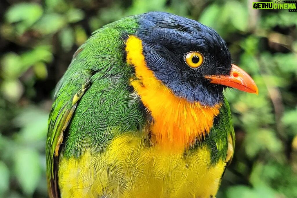 Çağan Şekercioğlu Instagram - Our @universityofutah @uofubiology lab is back for our second season of banding birds in the very wet #Choco #rainforest of #Colombia, led by @birder_kyle and in collaboration with @toucanbirding. Today's highlight was this male orange-breasted #fruiteater (#Pipreola jucunda). What a stunner! Utah Üniversitesi Biyoloji Fakültesi doktora öğrencim @birder_kyle ın Kolombiya Choco yağmur ormanındaki kuş halkalama projesinde ikinci sezona dün başladık. Bugünün en güzel kuşu, bu muhteşem turuncu göğüslü meyveyiyen (Pipreola jucunda) oldu. #natgeointhefield #conservation #biodiversity #travel #animals #wildlife #Neotropics @cagansekercioglu @uofu_science @natgeo @natgeointhefield @natgeoimagecollection @natgeomagazineturkiye @natgeotvturkiye @universityofutah #birds #nature #wildlife #biology RESERVA NATURAL RIO ÑAMBI