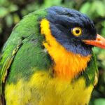Çağan Şekercioğlu Instagram – Our @universityofutah @uofubiology lab is back for our second season of banding birds in the very wet #Choco #rainforest of #Colombia, led by  @birder_kyle and in collaboration with @toucanbirding. Today’s highlight was this male orange-breasted #fruiteater (#Pipreola jucunda). What a stunner!

Utah Üniversitesi Biyoloji Fakültesi doktora öğrencim @birder_kyle ın Kolombiya Choco yağmur ormanındaki kuş halkalama projesinde ikinci sezona dün başladık. Bugünün en güzel kuşu, bu muhteşem turuncu göğüslü meyveyiyen (Pipreola jucunda) oldu.

#natgeointhefield #conservation #biodiversity #travel #animals #wildlife #Neotropics @cagansekercioglu @uofu_science @natgeo @natgeointhefield @natgeoimagecollection @natgeomagazineturkiye @natgeotvturkiye @universityofutah #birds #nature #wildlife #biology RESERVA NATURAL RIO ÑAMBI
