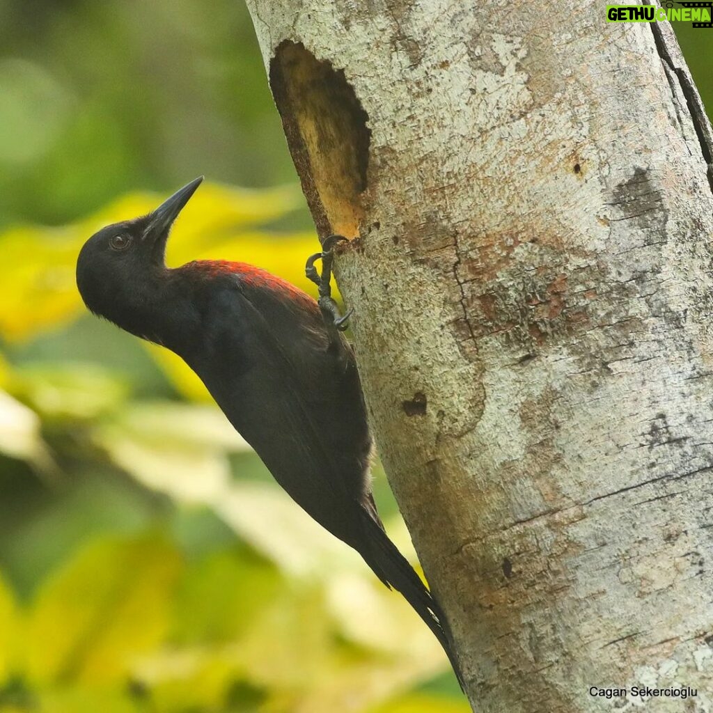 Çağan Şekercioğlu Instagram - Stunning Guadeloupe #woodpecker is the only endemic bird species of the #Caribbean island nation #Guadeloupe. Mutlu bayramlar! Nefes kesici güzellikteki Guadeloupe ağaçkakanı, ufak Karayip ada devleti Guadeloupe'un tek endemik kuş türüdür. #natgeointhefield #conservation #biodiversity #travel #animals #wildlife #Neotropics @cagansekercioglu @uofu_science @natgeo @natgeointhefield @natgeoimagecollection @natgeomagazineturkiye @natgeotvturkiye @universityofutah #Neotropics #birds #nature #wildlife #biology Lamentin, Guadeloupe