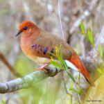 Çağan Şekercioğlu Instagram – One of the world’s rarest #birds in the world, the blue-eyed ground-dove was thought to be #extinct until it was rediscovered in 2015 in Minas Gerais, #Brazil. Even with an intensive conservation project, the current world population is only about 25 birds.
2015’de Brezilya’da tekrar keşfedilene kadar soyu tükendiği düşünülen mavi gözlü serçe kumrusu (#Columbina cyanopis), dünyanın en ender kuş türlerindendir. Yoğun bir koruma projesine rağmen halen soyu tükenmenin eşiğinde olan bu türün dünya nüfusu sadece 25 bireydir.
#natgeointhefield #conservation #biodiversity #travel #animals #wildlife #Neotropics @cagansekercioglu @uofu_science @natgeo @natgeointhefield @natgeoimagecollection @natgeomagazineturkiye @natgeotvturkiye @universityofutah #Neotropics #birds #nature #wildlife #biology #IUCN #RedList Botumirim, Minas Gerais, Brazil