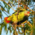 Çağan Şekercioğlu Instagram – Red-tailed parrot (#Amazona brasiliensis) is globally #NearThreatened with #extinction due to the extensive loss of its Atlantic coastal #rainforest of its habitat in #Brazil
Brezilya’daki Atlantik kıyısı yağmur ormanlarının yok edilmesi yüzünden, kırmızı kuyruklu amazon papağanının (Amazona brasiliensis) soyu tehlikeye girmenin eşiğindedir.
#natgeointhefield #conservation #biodiversity #travel #animals #wildlife #Neotropics @cagansekercioglu @uofu_science @natgeo @natgeointhefield @natgeoimagecollection @natgeomagazineturkiye @natgeotvturkiye @universityofutah #Neotropics #birds #nature #wildlife #biology #IUCN #RedList