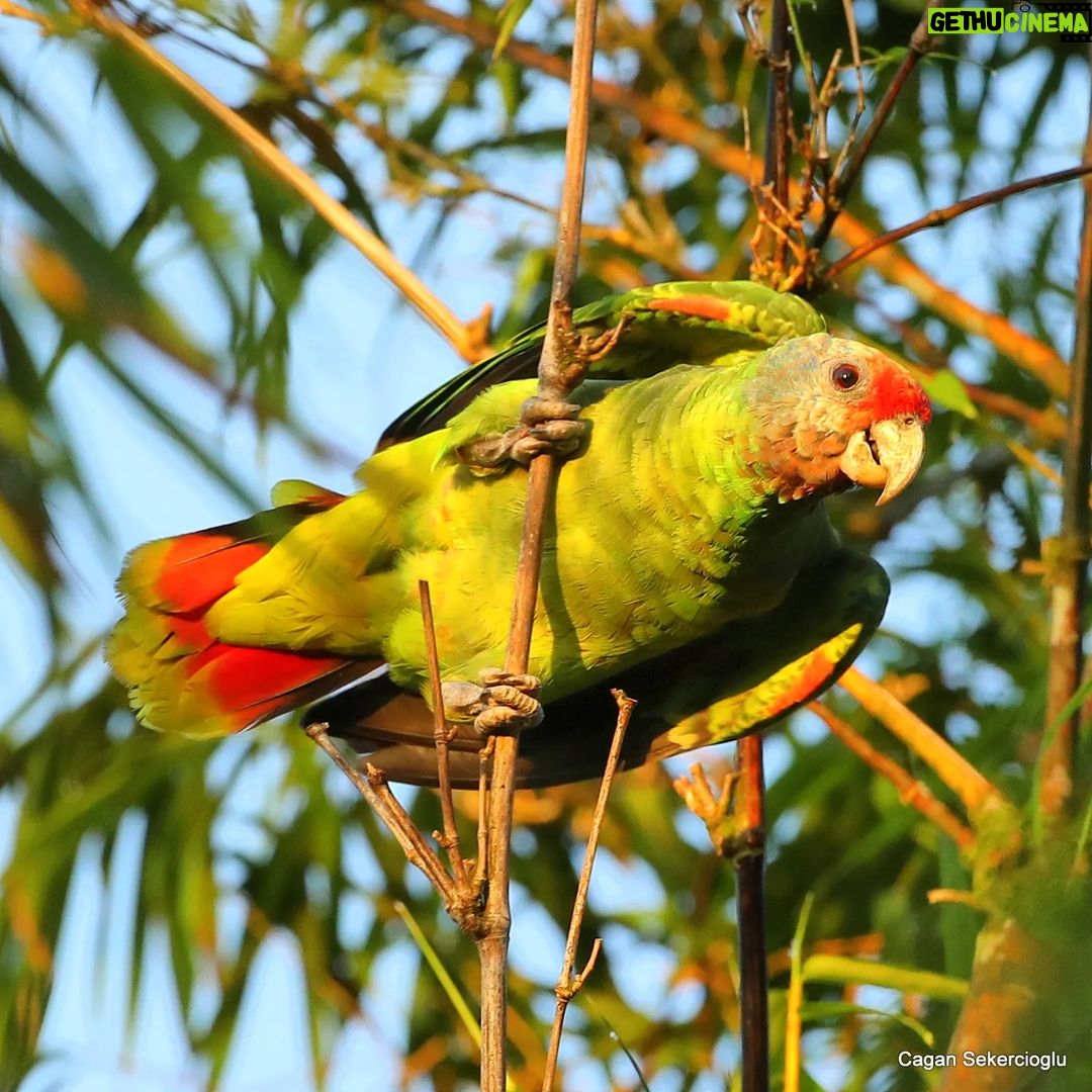 Çağan Şekercioğlu Instagram - Red-tailed parrot (#Amazona brasiliensis) is globally #NearThreatened with #extinction due to the extensive loss of its Atlantic coastal #rainforest of its habitat in #Brazil Brezilya'daki Atlantik kıyısı yağmur ormanlarının yok edilmesi yüzünden, kırmızı kuyruklu amazon papağanının (Amazona brasiliensis) soyu tehlikeye girmenin eşiğindedir. #natgeointhefield #conservation #biodiversity #travel #animals #wildlife #Neotropics @cagansekercioglu @uofu_science @natgeo @natgeointhefield @natgeoimagecollection @natgeomagazineturkiye @natgeotvturkiye @universityofutah #Neotropics #birds #nature #wildlife #biology #IUCN #RedList