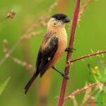 Çağan Şekercioğlu Instagram – A male copper #seedeater (#Sporophila bouvreuil) in Minas Gerais, #Brazil
Brezilya’da bir erkek bakıri tohumcul
#natgeointhefield #conservation #biodiversity #travel #animals #wildlife #Neotropics @cagansekercioglu @uofu_science @natgeo @natgeointhefield @natgeoimagecollection @natgeomagazineturkiye @natgeotvturkiye @universityofutah #Neotropics #birds #nature #wildlife #biology Pompéo, Minas Gerais, Brazil