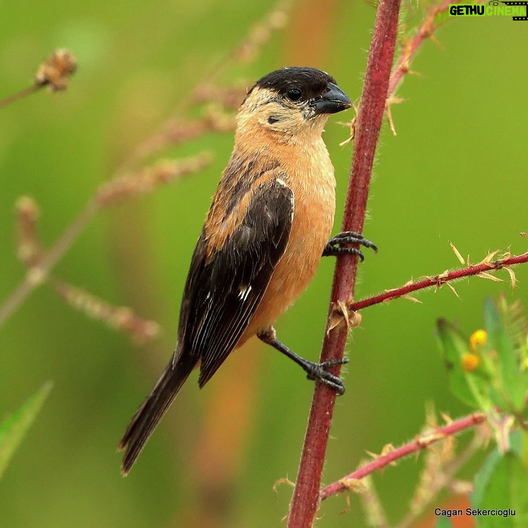 Çağan Şekercioğlu Instagram - A male copper #seedeater (#Sporophila bouvreuil) in Minas Gerais, #Brazil Brezilya'da bir erkek bakıri tohumcul #natgeointhefield #conservation #biodiversity #travel #animals #wildlife #Neotropics @cagansekercioglu @uofu_science @natgeo @natgeointhefield @natgeoimagecollection @natgeomagazineturkiye @natgeotvturkiye @universityofutah #Neotropics #birds #nature #wildlife #biology Pompéo, Minas Gerais, Brazil