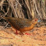 Çağan Şekercioğlu Instagram – Found across the #Neotropics from Costa Rica to #Argentina, tiny (32 gram) ocellated #crake (Micropygia schomburgkii) can be common in some #grassland areas but is nearly impossible to see. After hearing it right at my feet in #Argentina last year but failing to see it after a maddening two-hour effort, I was ecstatic to finally see and photograph it in #Brazil.
Kosta Rika’dan Arjantina’ya kadar birçok ülkede bulunan ufacık (32 gram) aynalı yelveyi (#Micropygia schomburgkii) bazı otlaklarda duymak kolay olsa da, görmek neredeyse imkansızdır. Geçen sene Arjantina’da ayağımın dibinde duymama rağmen, 2 saat uğraştıktan sonra tek tüyünü bile görememiştim. Sonunda Brezilya’da fotoğraflayabilmek beni çok mutlu etti.
#natgeointhefield #conservation #biodiversity #travel #animals #wildlife #Neotropics @cagansekercioglu @uofu_science @natgeo @natgeointhefield @natgeoimagecollection @natgeomagazineturkiye @natgeotvturkiye @universityofutah #Neotropics #birds #nature #wildlife #biology Pompeu