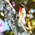 Çağan Şekercioğlu Instagram – With a global population of possibly fewer than 50 #birds, seeing a flock of 10 critically #endangered cherry-throated #tanagers (Nemosia rourei) in #Brazil was the experience of a lifetime.

Dünya nüfusu tahminen 50’den az bireyden oluşan, Brezilya’ya endemik ve soyu tükenmenin eşiğinde olan yakut gerdanlı tangaranın (#Nemosia rourei) 10 tanesini bir arada görmek, hayattaki eşsiz tecrübelerimdendi.

#natgeointhefield #conservation #biodiversity #travel #animals #wildlife #Neotropics @cagansekercioglu @uofu_science @natgeo @natgeointhefield @natgeoimagecollection @natgeomagazineturkiye @natgeotvturkiye @universityofutah #Neotropics #birds #nature #wildlife #biology #IUCN #RedList #EsprituSanto Vargem Alta, Espirito Santo