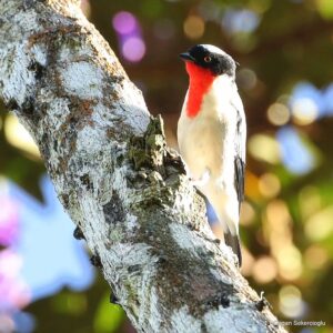 Çağan Şekercioğlu Instagram - With a global population of possibly fewer than 50 #birds, seeing a flock of 10 critically #endangered cherry-throated #tanagers (Nemosia rourei) in #Brazil was the experience of a lifetime.

Dünya nüfusu tahminen 50'den az bireyden oluşan, Brezilya'ya endemik ve soyu tükenmenin eşiğinde olan yakut gerdanlı tangaranın (#Nemosia rourei) 10 tanesini bir arada görmek, hayattaki eşsiz tecrübelerimdendi.

#natgeointhefield #conservation #biodiversity #travel #animals #wildlife #Neotropics @cagansekercioglu @uofu_science @natgeo @natgeointhefield @natgeoimagecollection @natgeomagazineturkiye @natgeotvturkiye @universityofutah #Neotropics #birds #nature #wildlife #biology #IUCN #RedList #EsprituSanto