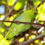 Çağan Şekercioğlu Instagram – With a world population under 10,000 birds, rare, enigmatic, peripatetic and high flying brown-backed #parrotlet (#Touit melanonotus), endemic to #Brazil, threatened with #extinction and with excellent green-in-green camouflage in the trees, is one of the hardest birds to see and photograph. It took me seven trips and 1100 bird species in Brazil before I was able to see this one.
10 binden az bireyle dünyanın en ender kuşlarından biri olan gizemli, gezgin, soyu tehlikede ve Brezilya’ya endemik olan kahverengi sırtlı papağan, ağaç içinde çok iyi bir kamuflaja sahip olduğu ve çoğunlukla da yüksekten uçtuğu için dünyanın fotoğraflaması en zor kuşlarındandır. Bu kuşu ancak Brezilya’ya yedinci seyahatimde görebildim ve ona gelene kadar Brezilya’da 1100 kuş türü görmem gerekti.
#natgeointhefield #conservation #biodiversity #travel #animals #wildlife #Neotropics @cagansekercioglu @uofu_science @natgeo @natgeointhefield @natgeoimagecollection @natgeomagazineturkiye @natgeotvturkiye @universityofutah #birds #nature #wildlife #biology #IUCN #RedList Parque Estadual Paulo César Vinha