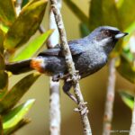 Çağan Şekercioğlu Instagram - A greater flowerpiercer (Diglossa major) found only at elevations above 1000 m in the tepui highlands of Venezuela and Guyana, Flowerpiercers are named after the hook on their bill tip that enables them to make holes in the bases of a flowers to steal their nectar without pollinating them. A tepui is a table-top mountain or mesa found in South America, especially in Venezuela and western Guyana. The word tepui means "house of the gods" in the native tongue of the Pemon, the indigenous people who inhabit the region. Sadece Venezuela ve Guyana'nın 1000 metre irtifa üzerindeki tepui ormanlarında bulunan bir büyük çiçekdelen (Diglossa major). Çiçekdelenlere böyle denmesinin sebebi, gagalarının ucundaki kancayla çiçeklerin dibini delip nektarlarını içmedeleridir. Çiçekler, tozlaştırıcıları çekmek için nektar ürettiklerinden ve çiçekdelenler polenlere bulaşmadan nektarı içtiklerinden, çiçekdelenler "nektar hırsızları" denen kuşlar arasındadır. Tepui, özellikle Venezuela ve Batı Guyana'da bulunan düz tepeli dağlara denir. Tepui kelimesi, bölgede yaşayan Pemonların dilinde "tanrıların evi" anlamına gelir. @cagansekercioglu @uofu_science @natgeo @natgeointhefield @natgeoimagecollection @natgeomagazineturkiye @natgeotvturkiye @universityofutah #birds #nature #wildlife #biology #natgeointhefield #conservation #biodiversity #travel #animals #Neotropics Canaima National Park, Venezuela