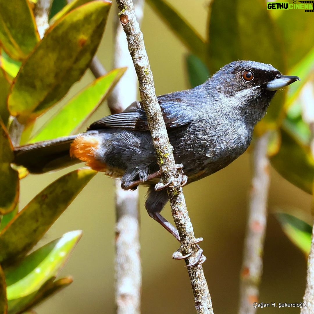 Çağan Şekercioğlu Instagram - A greater flowerpiercer (Diglossa major) found only at elevations above 1000 m in the tepui highlands of Venezuela and Guyana, Flowerpiercers are named after the hook on their bill tip that enables them to make holes in the bases of a flowers to steal their nectar without pollinating them. A tepui is a table-top mountain or mesa found in South America, especially in Venezuela and western Guyana. The word tepui means "house of the gods" in the native tongue of the Pemon, the indigenous people who inhabit the region. Sadece Venezuela ve Guyana'nın 1000 metre irtifa üzerindeki tepui ormanlarında bulunan bir büyük çiçekdelen (Diglossa major). Çiçekdelenlere böyle denmesinin sebebi, gagalarının ucundaki kancayla çiçeklerin dibini delip nektarlarını içmedeleridir. Çiçekler, tozlaştırıcıları çekmek için nektar ürettiklerinden ve çiçekdelenler polenlere bulaşmadan nektarı içtiklerinden, çiçekdelenler "nektar hırsızları" denen kuşlar arasındadır. Tepui, özellikle Venezuela ve Batı Guyana'da bulunan düz tepeli dağlara denir. Tepui kelimesi, bölgede yaşayan Pemonların dilinde "tanrıların evi" anlamına gelir. @cagansekercioglu @uofu_science @natgeo @natgeointhefield @natgeoimagecollection @natgeomagazineturkiye @natgeotvturkiye @universityofutah #birds #nature #wildlife #biology #natgeointhefield #conservation #biodiversity #travel #animals #Neotropics Canaima National Park, Venezuela