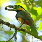Çağan Şekercioğlu Instagram – Brezilya’da bir benekli gagalı tukanet, yediği jussara palmiye meyve tohumlarını yağmur ormanına yayarak önemli bir ekosistem hizmeti verir.
Spot-billed toucanets (#Selenidera maculirostris) in #Brazil are important seed dispersers of #rainforest trees like this jussara palm fruit (#Euterpe edulis), which is the Brazilian Atlantic rainforest version of the açai berry.
#natgeointhefield #conservation #biodiversity #travel #animals #wildlife #Neotropics @cagansekercioglu @uofu_science @natgeo @natgeointhefield @natgeoimagecollection @natgeomagazineturkiye @natgeotvturkiye @universityofutah #birds #nature #wildlife #biology Vargem Alta, Espirito Santo