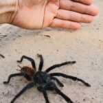 Çağan Şekercioğlu Instagram – Bu sabah kuzeydoğu Brezilya’ya endemik kuşları ararken Lasiodora cinsinden bu muhteşem kuş yiyen tarantulayı buldum. 

While looking for northeastern Brazil’s endangered endemic birds this morning, I found this spectacular Lasiodora bird-eating tarantula. Anyone know the species? Parque Nacional Cavernas do Peruaçu