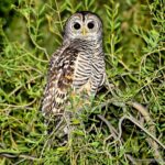 Çağan Şekercioğlu Instagram – The near threatened and elusive Chaco #owl I photographed in northern #Argentina was my #SuperbOwl of 2021.
Arjantina’da fotoğrafladığım ve soyu tehlikeye girmek üzere olan çako kırmızı ayaklı baykuşu (#Strix chacoensis), benim için 2021’in en muhteşem baykuşuydu.
#natgeointhefield #conservation #biodiversity #travel #animals #wildlife #Neotropics @cagansekercioglu @uofu_science @natgeo @natgeointhefield @natgeoimagecollection @natgeomagazineturkiye @natgeotvturkiye @universityofutah #birds #nature #wildlife #biology #IUCN #RedList Reserva Natural Chancaní