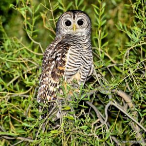 Çağan Şekercioğlu Instagram - The near threatened and elusive Chaco #owl I photographed in northern #Argentina was my #SuperbOwl of 2021.

Arjantina'da fotoğrafladığım ve soyu tehlikeye girmek üzere olan çako kırmızı ayaklı baykuşu (#Strix chacoensis), benim için 2021'in en muhteşem baykuşuydu.

#natgeointhefield #conservation #biodiversity #travel #animals #wildlife #Neotropics @cagansekercioglu @uofu_science @natgeo @natgeointhefield @natgeoimagecollection @natgeomagazineturkiye @natgeotvturkiye @universityofutah #birds #nature #wildlife #biology #IUCN #RedList