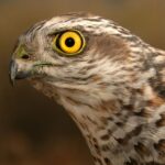 Çağan Şekercioğlu Instagram – Our new paper in Ibis journal:
https://onlinelibrary.wiley.com/doi/abs/10.1111/ibi.13047
“Community science data suggest the most common #raptors (#Accipitridae) in urban centres are smaller, habitat-generalist species”
Like this Eurasian #sparrowhawk in my photo.
Ibis ornitoloji dergisindeki makalemizde, bu atmaca (#Accipiter nisus) gibi şehirlerde yaşamaya uyum sağlamış yırtıcı kuşların daha küçük ve ekolojik olarak daha az özelleşmiş türler olduklarını gösterdik. Aras Kuş Gözlem Istasyonu – Tuzluca/ığdır
